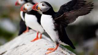 Puffins off the coast of Iceland