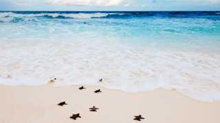 Turtles on the shores of the Seychelles