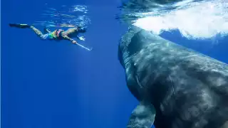 a diver with a whale in Dominica