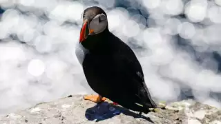 A puffin on the Atlantic coast of Ireland