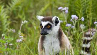 Lemur monkey in Isalo park Madagascar