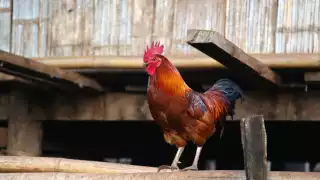 A cockerel sitting on a hut in the north of Thailand