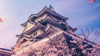 Cherry blossom at Iga Castle