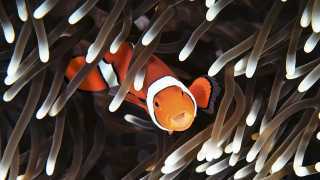 A clownfish at the Great Barrier Reef