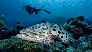 grouper fish and a scuba diver at the Great Barrier Reef