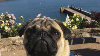 Welly the pug on the Cary Arms terrace