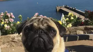 Welly the pug on the Cary Arms terrace