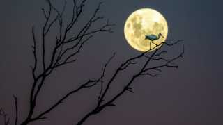 A Royal Spoonbill sits atop of a branch basking in the glow of the nearly Full Moon in Hawke’s Bay, New Zealand