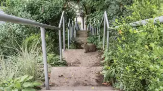 A wombat staring back at the camera