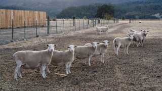 Flock of sheep staring at the camera