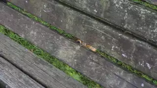 An animal stares through a slatted bench