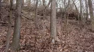 Deer blending in with autumnal woodland view