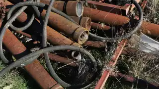 A rabbit peers out of a pipe