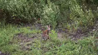 A hare staring back at the camera