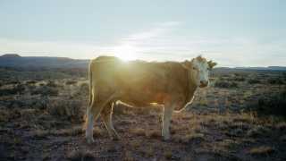 Cow stares at camera as sun sets
