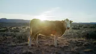 Cow stares at camera as sun sets