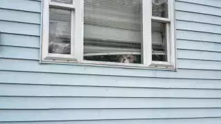 A dog staring out of a window at the camera