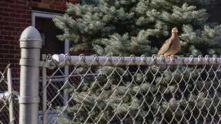 Bird sits on a wire fence looking at camera