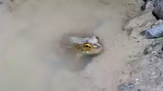 Frog stares at the camera