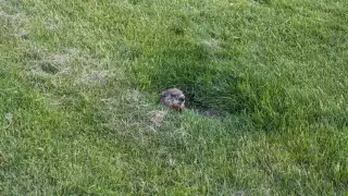 Gopher poking out of a divot in a field