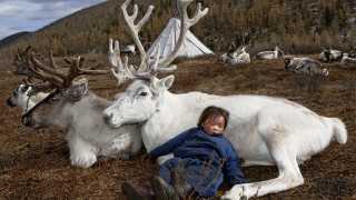 A mongolian child sleeping while leaning against a reindeer