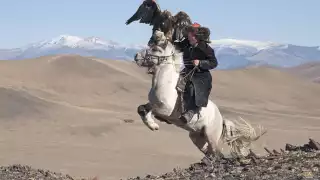 A tribesman catches a falcon while riding a horse in western Mongolia