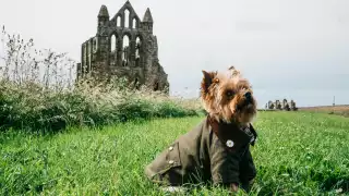 Yorkie in a Barbour jacket outside Whitby Abbey