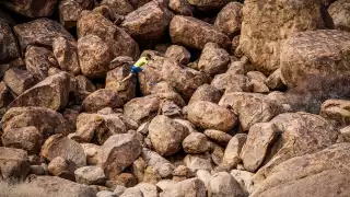 Boulder hopping at Richtersveld Wildrun