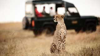 Leopard on safari in Kenya