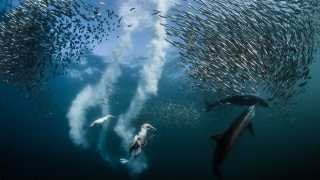 Predators chasing sardines in South African sea