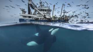 Killer whale chasing fishing boat in arctic Norway