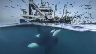 Killer whale chasing fishing boat in arctic Norway