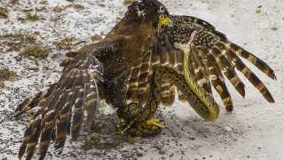 Snake and Eagle fighting in Borneo, Malaysia