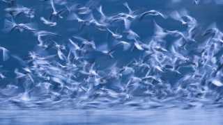 Thousands of gulls flying to catch fish in Poland
