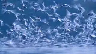 Thousands of gulls flying to catch fish in Poland