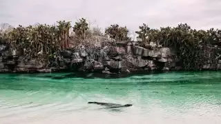 Galápagos seal swimming in front of an outcrop of cacti