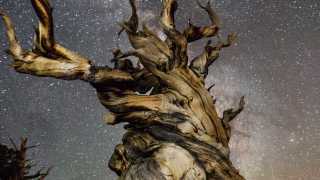 Gnarled tree against starry sky