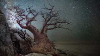 Baobab tree set against starry skies