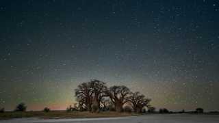 Trees set against starry night sky