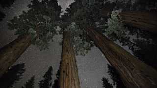 Californian redwood set against night sky