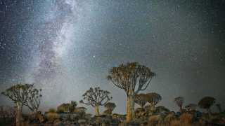 Baobab trees set against starry skies