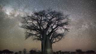 Tree against starry night sky