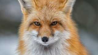 An American red fox looking directly at the camera