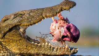 A crocodile looks at the camera as it chews bait