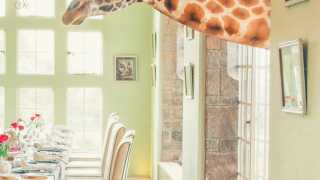 A kenyan giraffe leaning through a window at Giraffe Manor