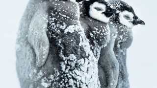 Three penguin chicks face the onslaught of an antarctic snow storm