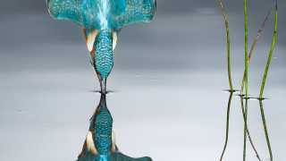 A kingfisher making impact with the surface of a pond