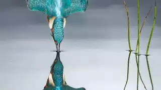 A kingfisher making impact with the surface of a pond