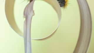 A caterpillar climbs onto a piece of straw in Greece