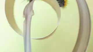 A caterpillar climbs onto a piece of straw in Greece